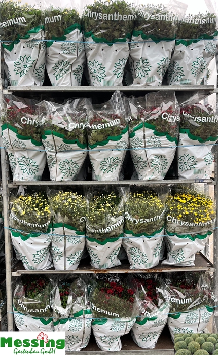 <h4>CHRYS GARDEN MUMS GM</h4>