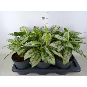 Aglaonema   ...