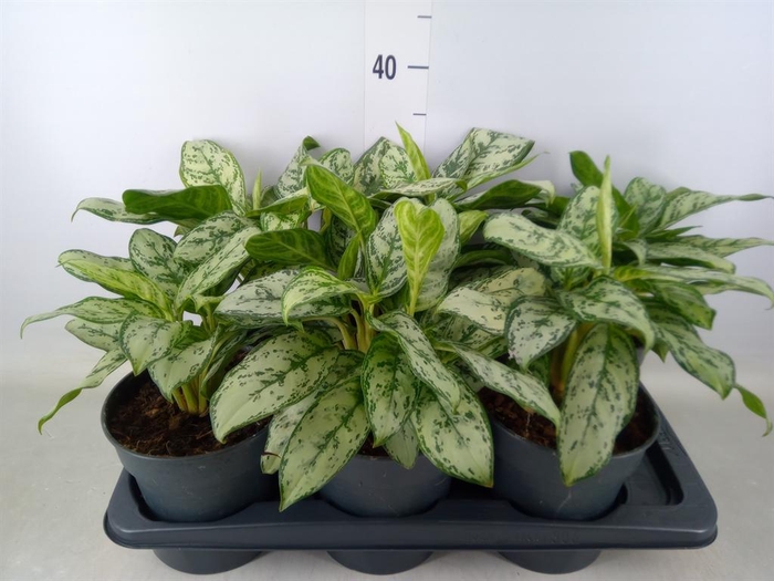 <h4>Aglaonema   ...</h4>