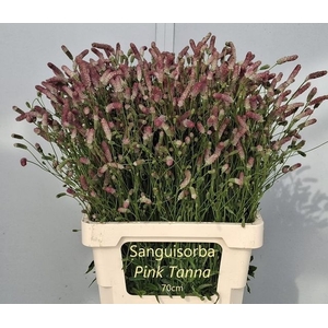 SANG OF PINK TANNA