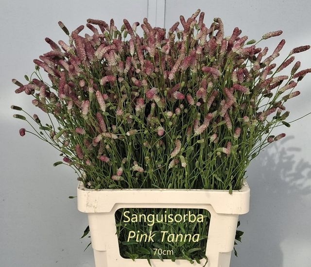 <h4>SANG OF PINK TANNA</h4>