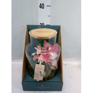 Arr.  Anthurium H%