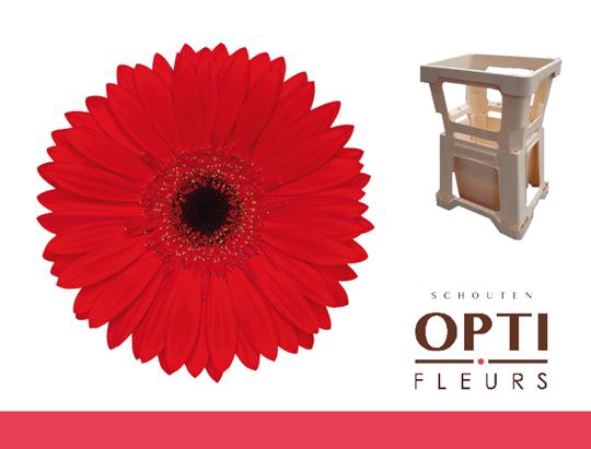 <h4>Gerbera Blinddate Water</h4>