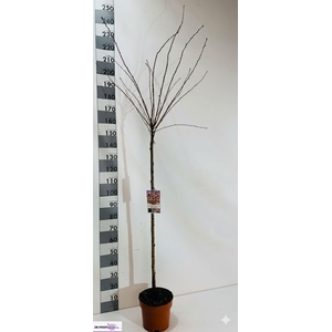 PRUN SU AUTUMNALIS R