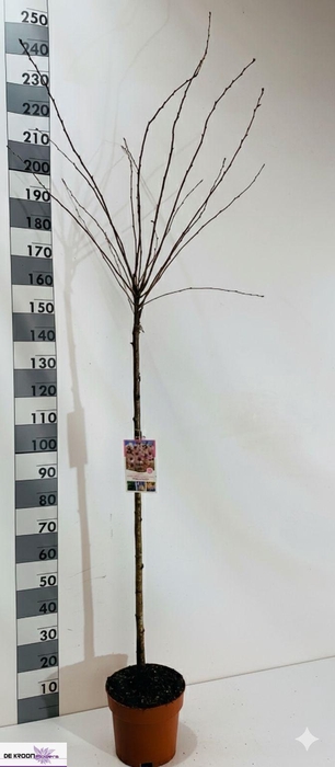 <h4>PRUN SU AUTUMNALIS R</h4>