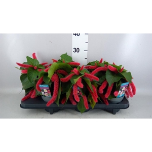 Acalypha hispida