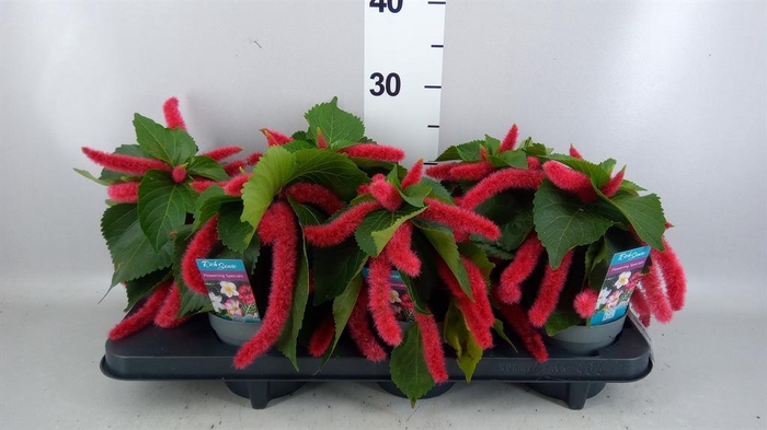 <h4>Acalypha hispida</h4>