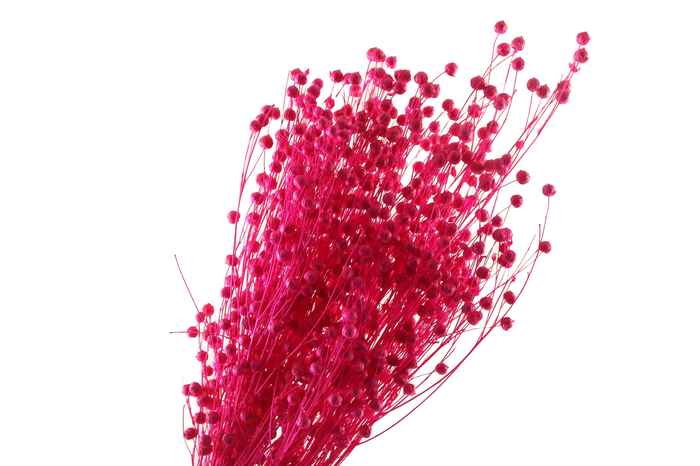 <h4>Lino Vlas Cerise</h4>