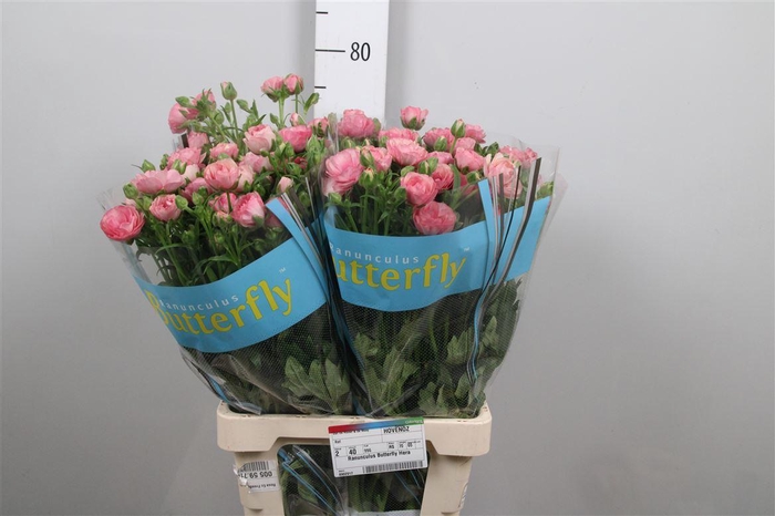 <h4>Ran Butterfly Hera</h4>