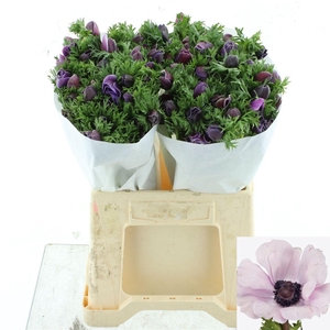 ANEM CO MIS + RARITY