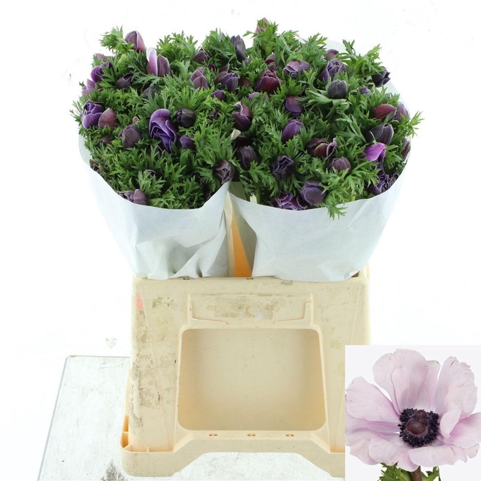 Anem Co Mis + Rarity