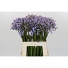 Agapanthus Silberpfeil