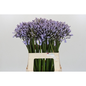 Agapanthus Silberpfeil