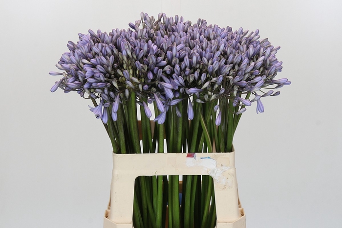 <h4>Agapanthus Silberpfeil</h4>