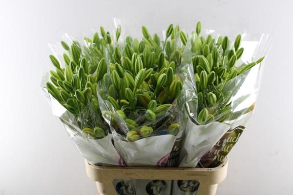 <h4>Li La Farinella (oranje)</h4>