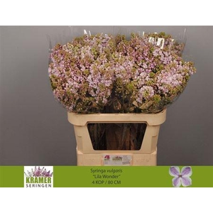 Syr V Lila Wonder 80cm 4+