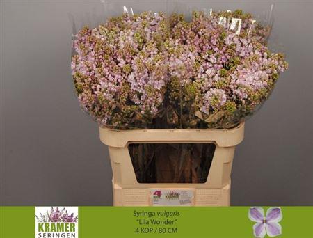 <h4>Syr V Lila Wonder 80cm 4+</h4>