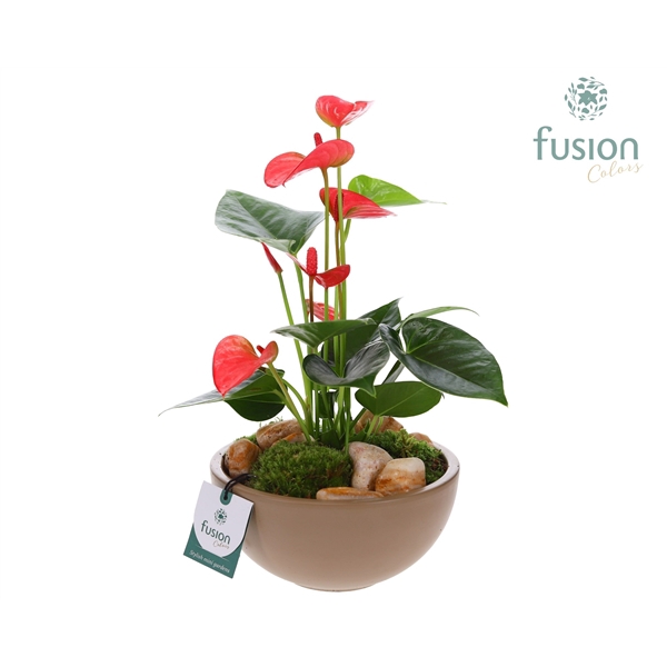 <h4>Schaal keramiek Moon Medium beige met Anthurium</h4>