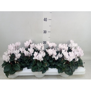 Cyclamen KL 'Midori'