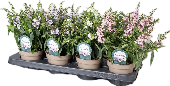 <h4>Angelonia   ...</h4>