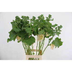 ALCEA ROSEA APRICOT 090CM