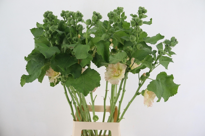<h4>ALCEA ROSEA APRICOT 090CM</h4>