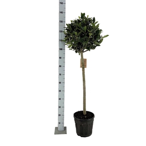 LAU NOBILIS