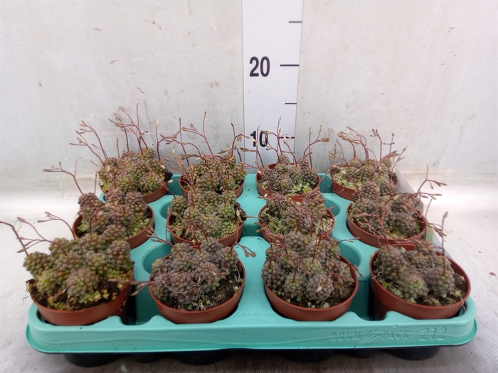 <h4>Succulents   ...</h4>