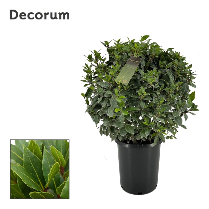 <h4>Laurus nobilis Bol zonder stam</h4>