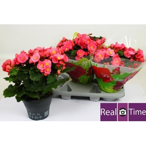 BEG HL BELOVE ROSE