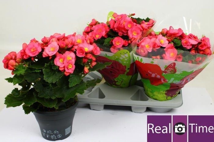 <h4>BEG HL BELOVE ROSE</h4>