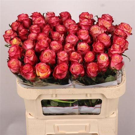 <h4>R Gr Mai Tai</h4>