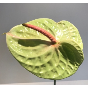 Anthurium Pistache Green