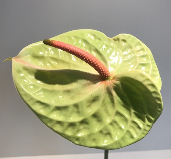 <h4>Anthurium Pistache Green</h4>