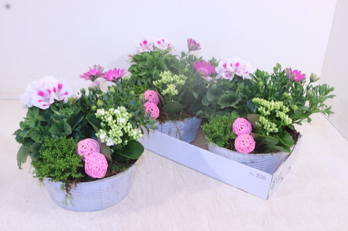 <h4>ARR TUINPLANTEN</h4>