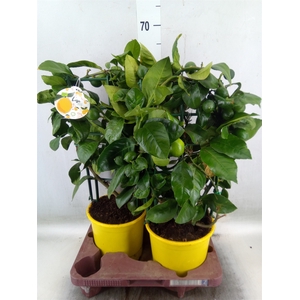 Citrus meyeri 'Meyer'
