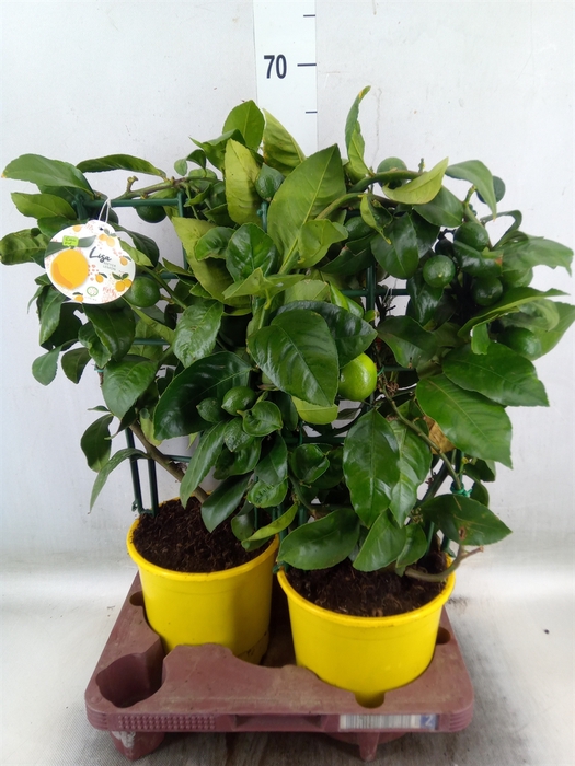 <h4>Citrus meyeri 'Meyer'</h4>