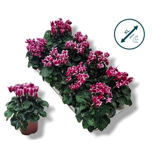 Cyclamen-FANTASIA PAARS