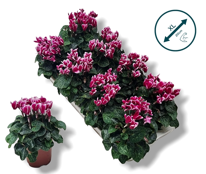 <h4>Cyclamen-FANTASIA PAARS</h4>