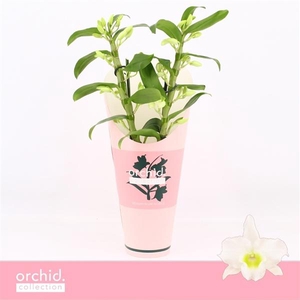 Dendrobium Nobilé, Apollon 2-spike Compact 'Orchid Collection' Potcover