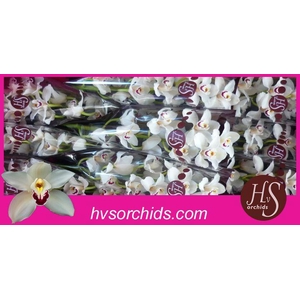 CYMB T DANNY GREEN 60 CM