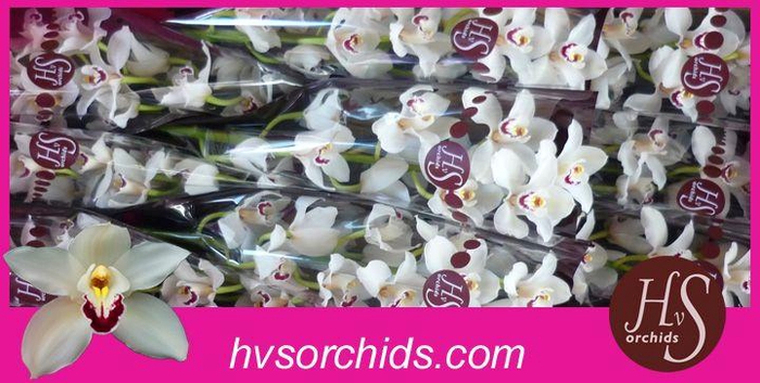 <h4>CYMB T DANNY GREEN 60 CM</h4>