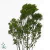 TRACHELIUM CAER. 'JADE'