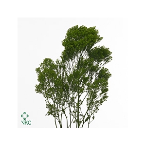 Trach Jade Green 70cm