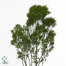 <h4>Trach Jade Green 70cm</h4>