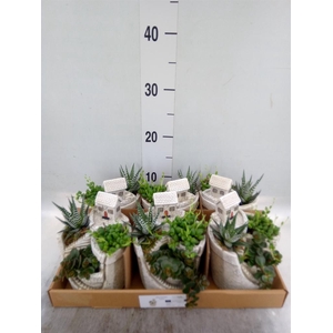 Arr.   Kamerplant Groen L%