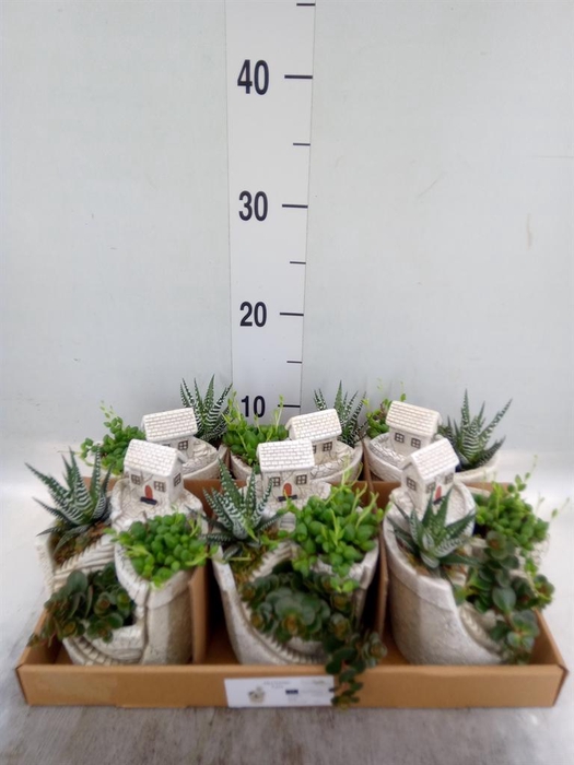 <h4>Arr.   Kamerplant Groen L%</h4>