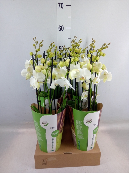 <h4>Phalaenopsis   ...white</h4>