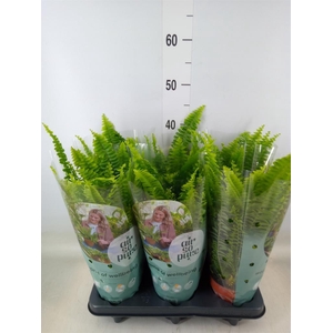 Nephrolepis exal. 'Green Lady'