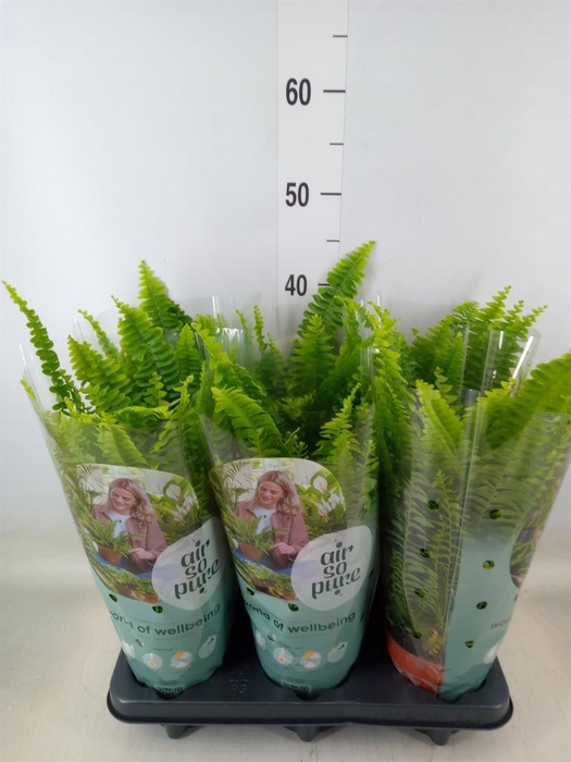 <h4>Nephrolepis exal. 'Green Lady'</h4>